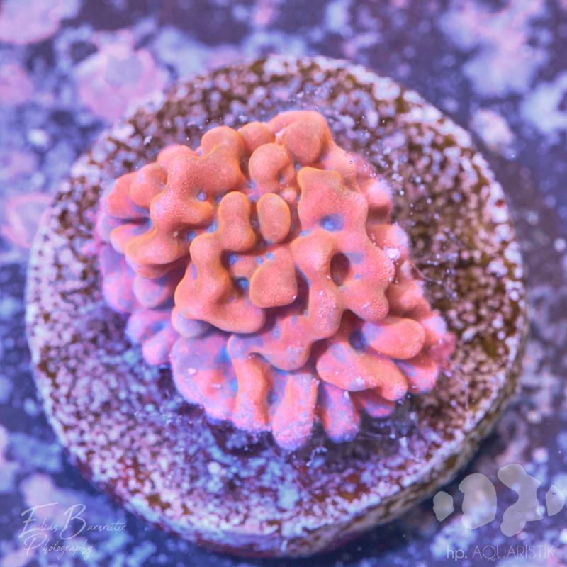 Montipora Flaming Phoenix